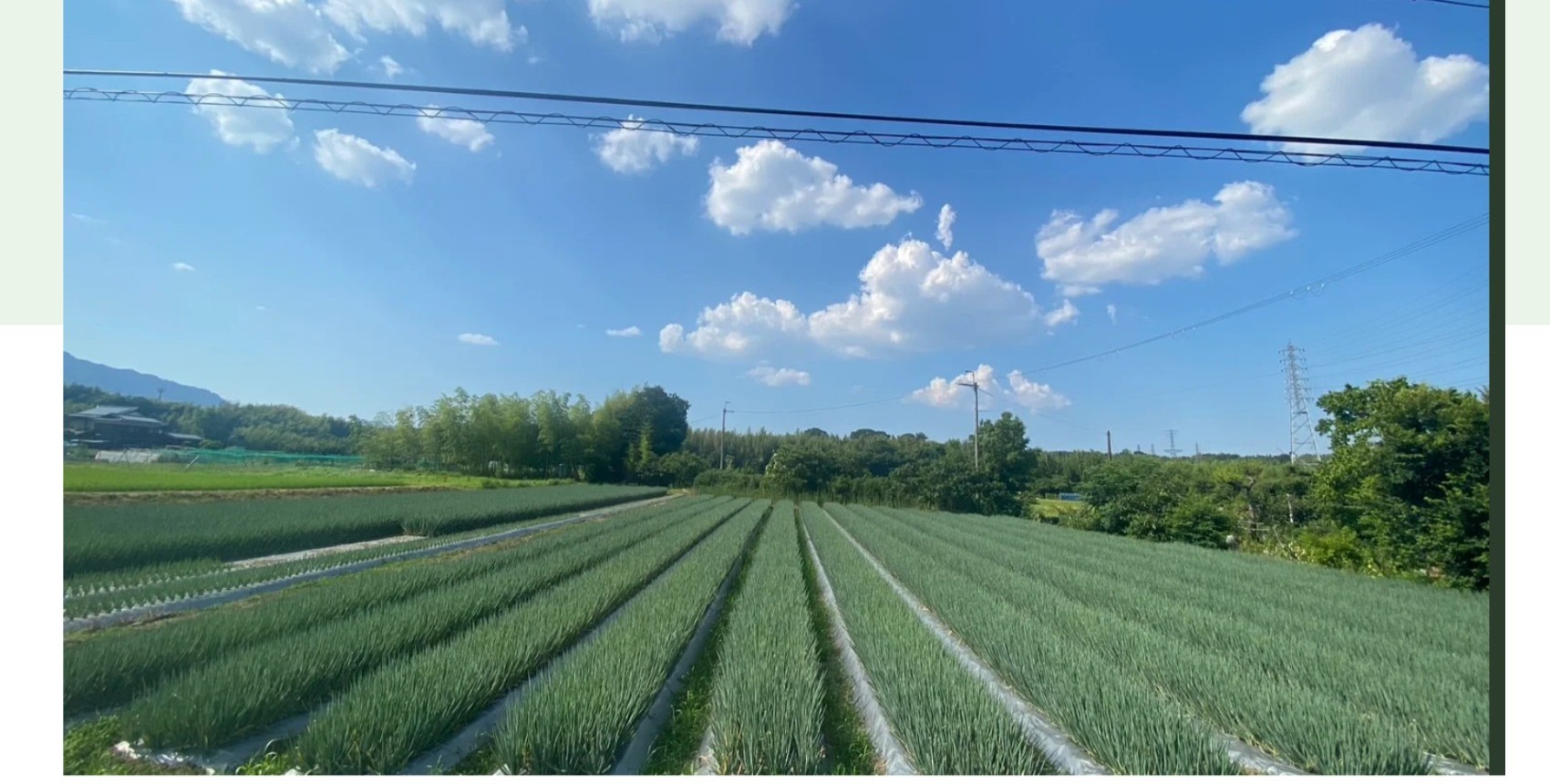 大原野で育つ九条ネギ