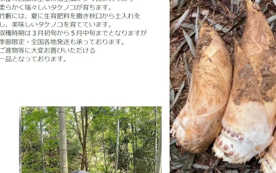 京都のタケノコ
